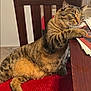 cat, chair, cozy, curious, domestic_animal, feline, fur, green_eyes, household, indoor, papers, paw, pet, red_cushion, relaxed, resting, side_view, striped, tabby, wooden_table