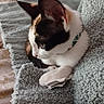 Cookie is registered to the contest to win money with this photo: cat, calico, pet, animal, indoor, blanket, soft_texture, paw, curious, resting, fur, white, black, orange, collar, cozy, closeup, bed, relaxed, domestic