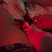 Cookie joined the competition — help win amazing prizes! cat, bed, blanket, hand, night, indoor, red_light, person, patterned_clothing, pillow, petting, relaxing, comfort, animal, sleepy, domestic, cozy, closeup, feline, warm