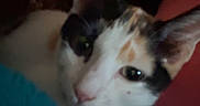Cookie is registered to the contest to win money with this photo: cat, calico, pet, indoor, close_up, animal, feline, collar, bell, blanket, cushion, soft, curious, ears, face, whiskers, resting, cozy, fur, domestic