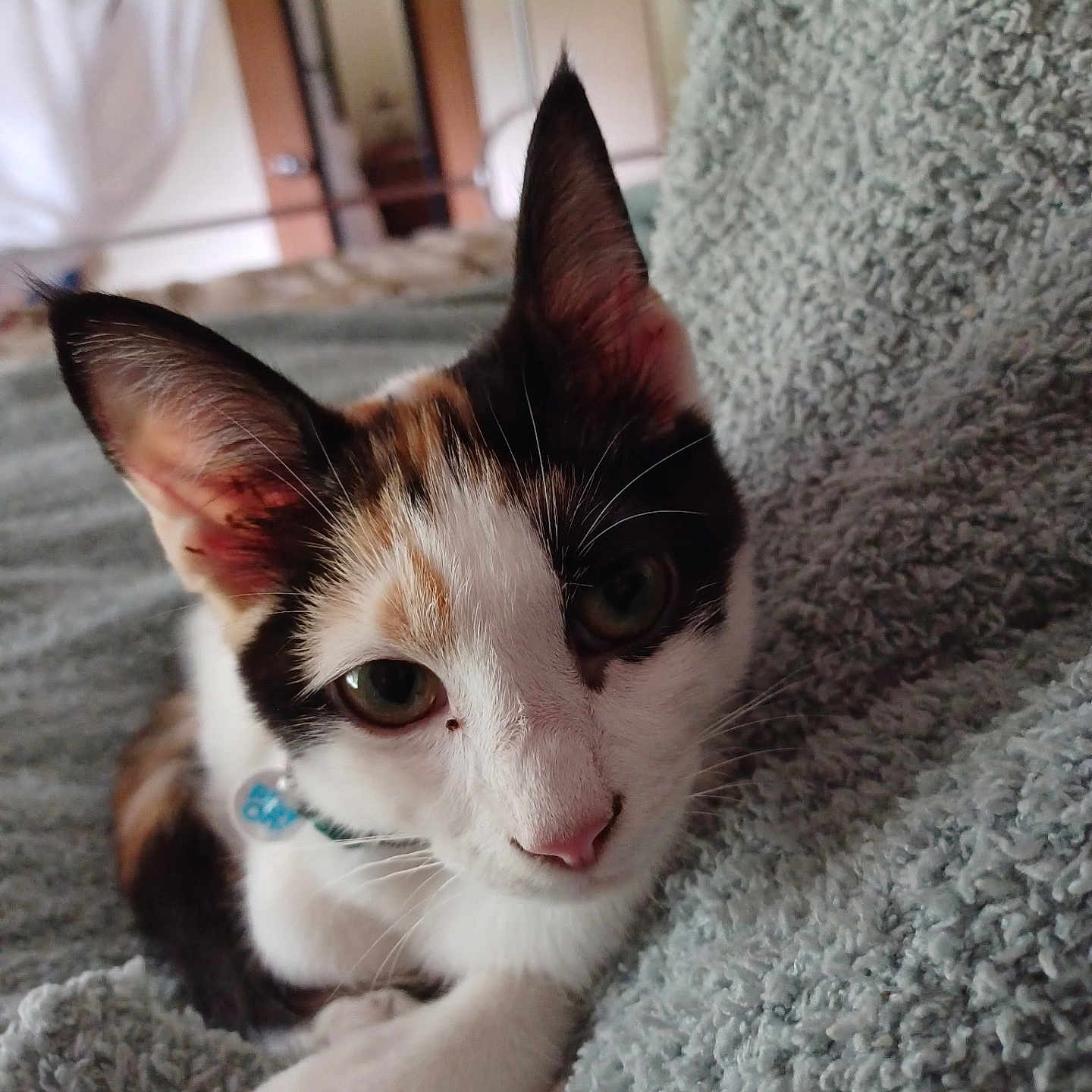 Cookie joined the competition — help win amazing prizes! cat, calico_cat, pet, animal, indoor, close_up, blanket, soft_texture, paw, paper, curious, fur, whiskers, ears, bed_frame, home, resting, feline, cute, domestic