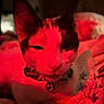 Cookie is registered to the contest to win money with this photo: cat, pet, indoor, bed, blanket, collar, bell, relaxed, sleepy, animal, feline, closeup, red_light, soft, fur, whiskers, ears, comfort, resting, domestic