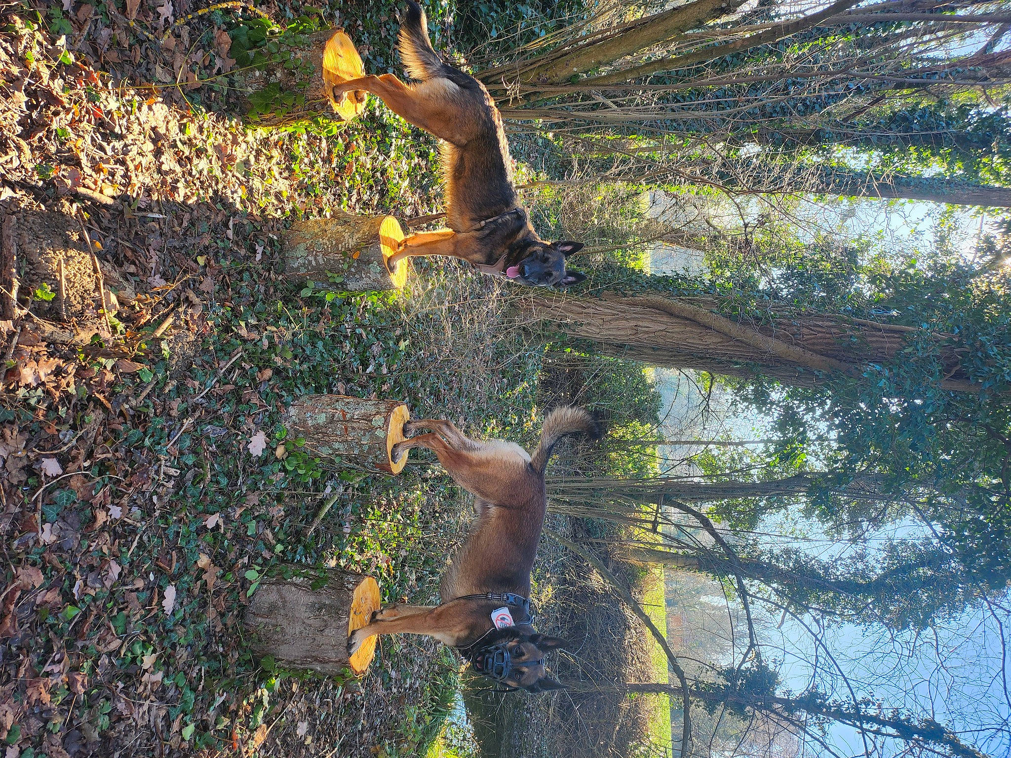 Alia participe au concours pour gagner de l'argent avec cette photo : biome, botany, branch, fawn, forest, grass, groundcover, landscape, mammal, plant, tail, terrestrial_animal, terrestrial_plant, tree, trunk, twig, wildlife, wood, woodland, woody_plant