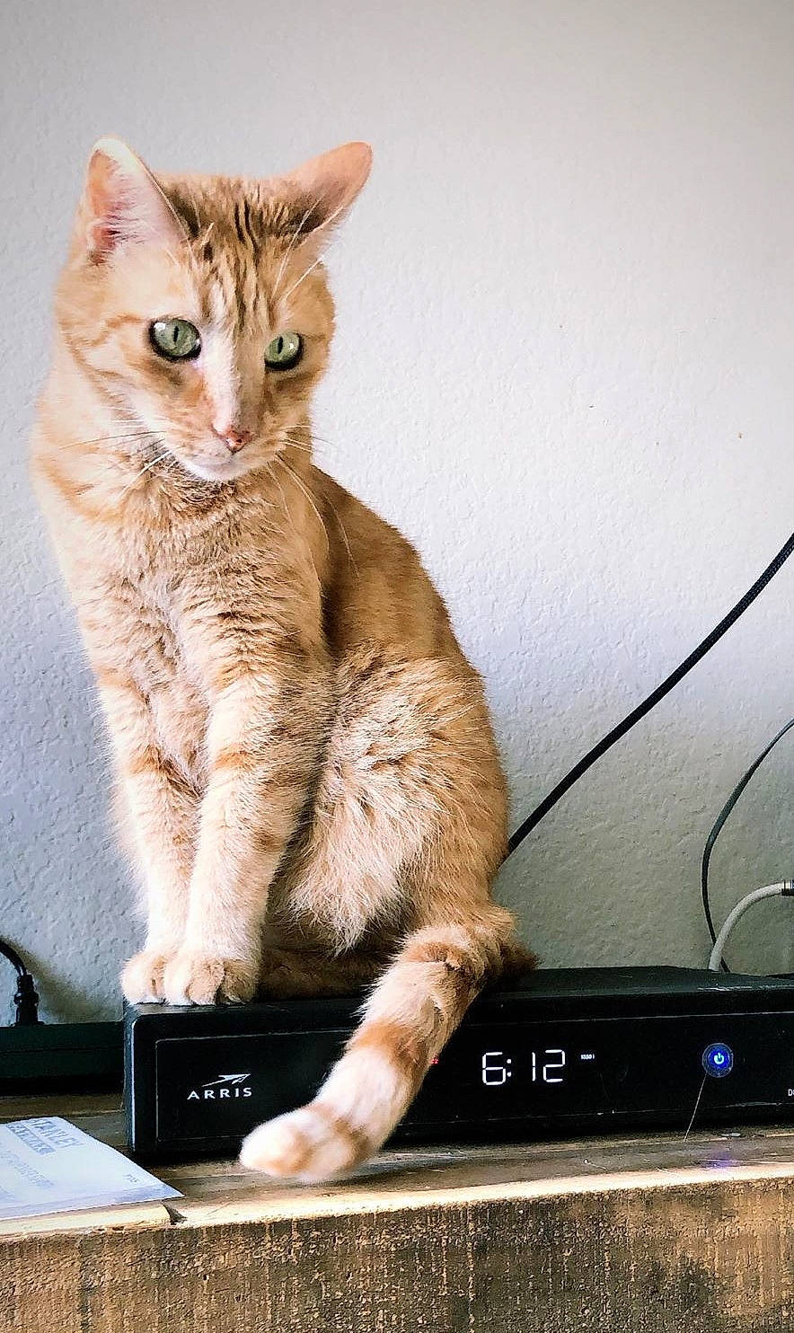 Orangie is registered to the contest to win money with this photo: aegean_cat, asian, australian_mist, carnivore, cat, domestic_short_haired_cat, european_shorthair, fawn, felidae, kitten, mammal, paw, polydactyl_cat, small_to_medium_sized_cats, tabby_cat, technology, vertebrate, whiskers