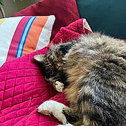 Honda is registered to the contest to win money with this photo: blanket, cat, closeup, comfortable, couch, cozy, fluffy, fur, home, indoor, paws, pillow, plant, quilted, red, relaxing, resting, sleeping, striped, tabby