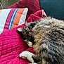 blanket, cat, closeup, comfortable, couch, cozy, fluffy, fur, home, indoor, paws, pillow, plant, quilted, red, relaxing, resting, sleeping, striped, tabby