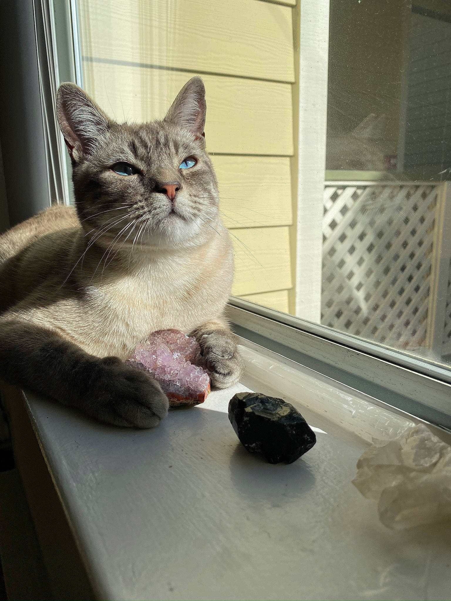 Mixtli is registered to the contest to win money with this photo: bowl, carnivore, cat, cat_supply, domestic_short_haired_cat, felidae, kitchen_utensil, pet_supply, small_to_medium_sized_cats, snout, whiskers