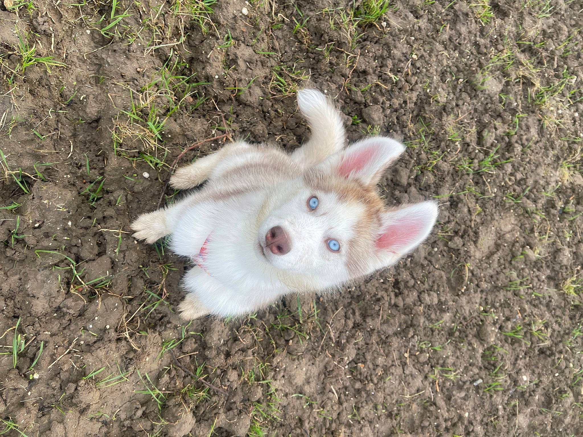 Arya participe au concours pour gagner de l'argent avec cette photo : canidae, companion_dog, dog_breed, fawn, felidae, fur, grass, indian_spitz, paw, small_to_medium_sized_cats, soil, sporting_group, tail