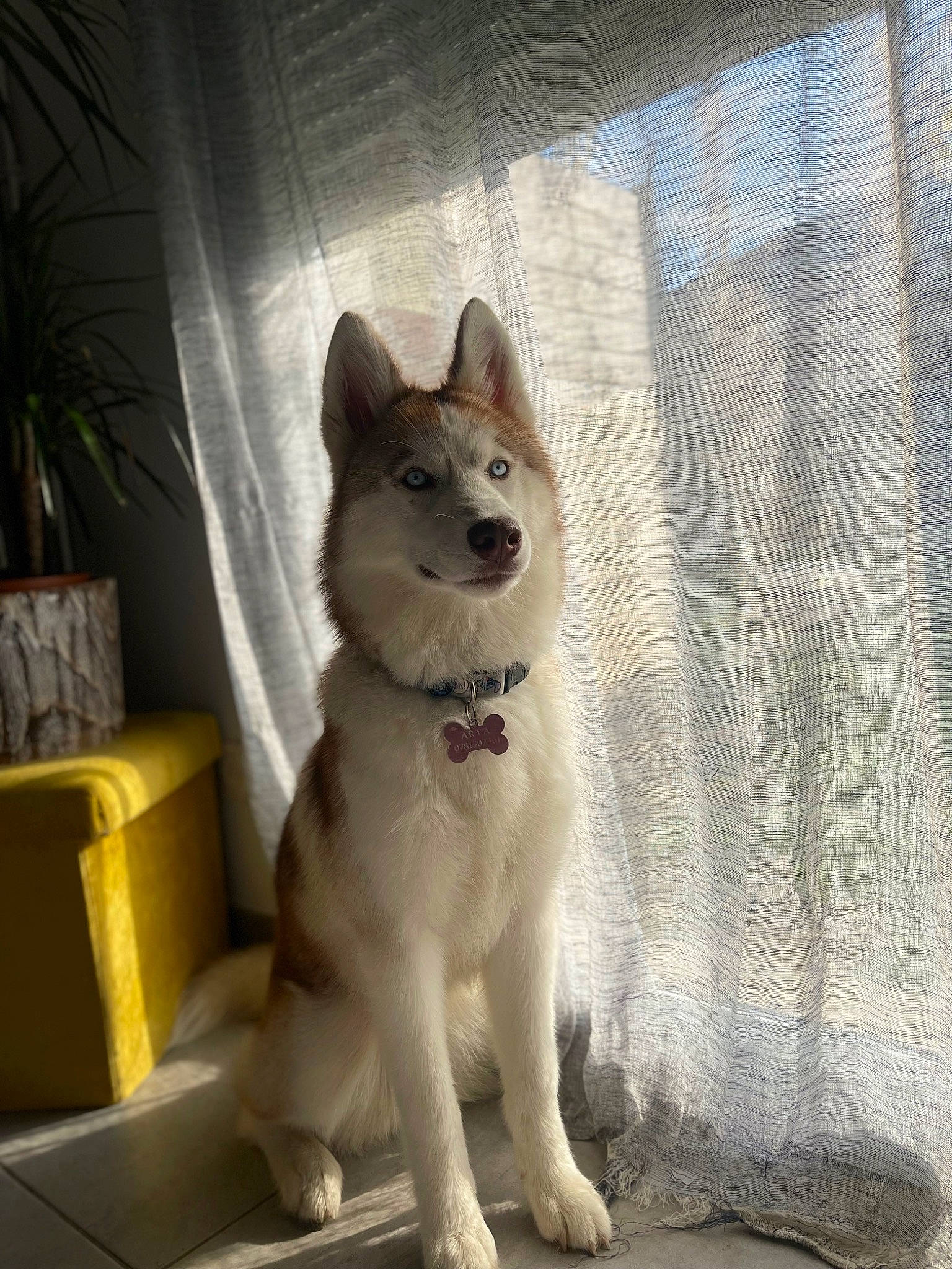 Arya a rejoint le concours — aidez-le/la à gagner de superbes lots ! box, canis, carnivore, collar, companion_dog, dog, dog_breed, dog_collar, fawn, flowerpot, houseplant, paw, pet_supply, plant, shipping_box, sled_dog, sporting_group, tail, terrestrial_animal, working_animal