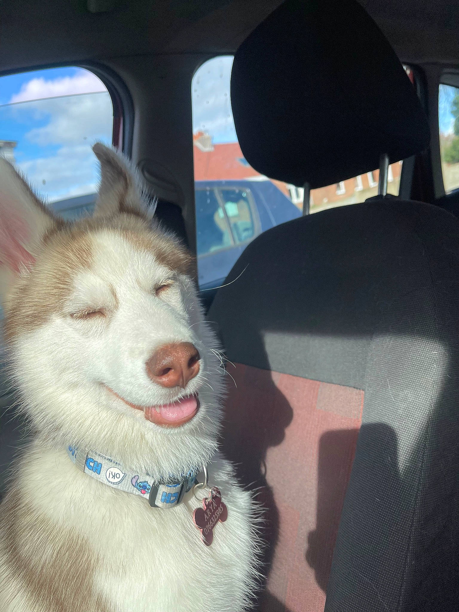 Arya participe au concours pour gagner de l'argent avec cette photo : automotive_exterior, automotive_mirror, car, car_seat, car_seat_cover, carnivore, collar, companion_dog, dog, dog_breed, fang, fur, head_restraint, sled_dog, snout, sporting_group, vehicle, vehicle_door, windshield, working_animal