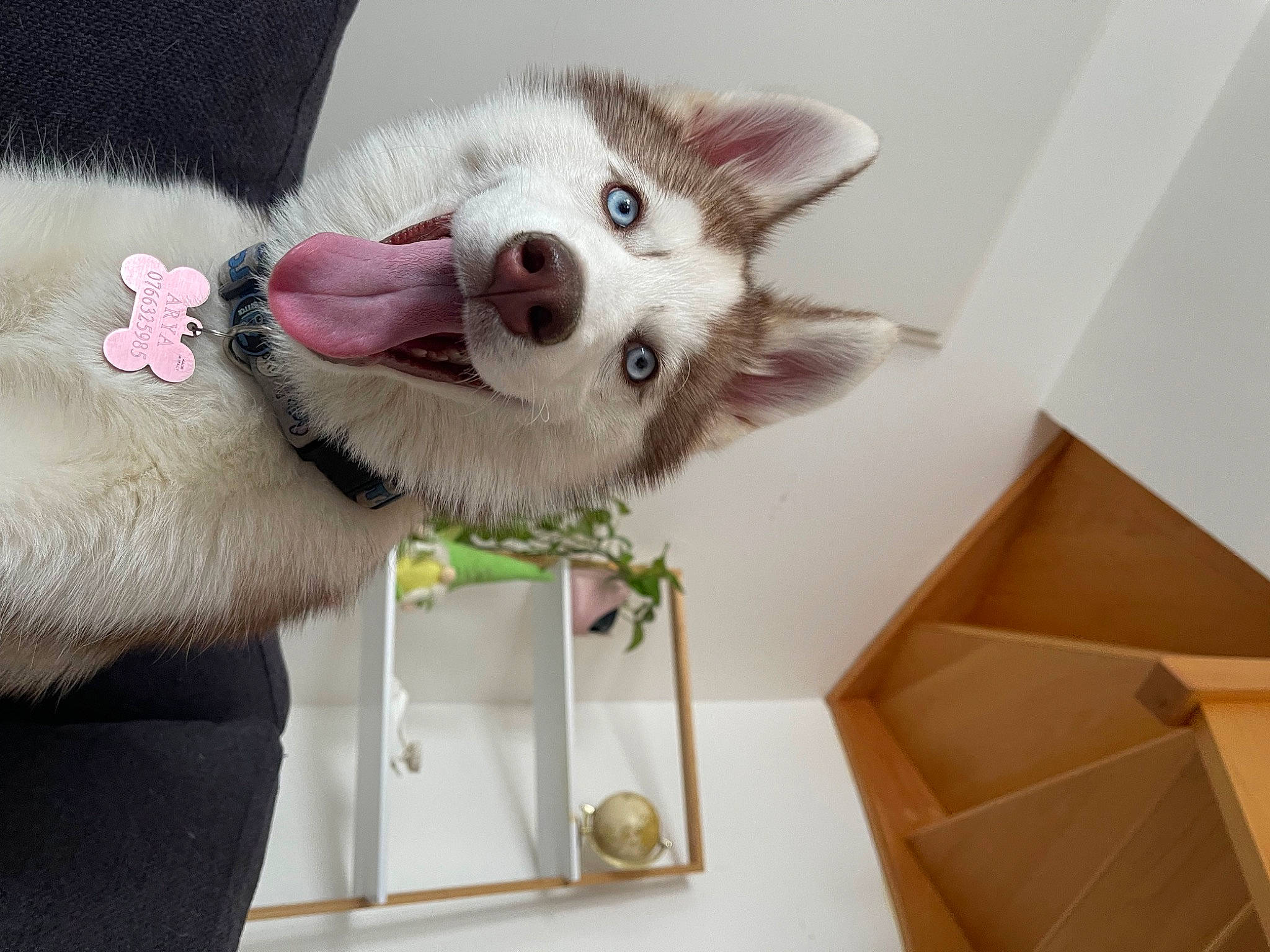 Arya a rejoint le concours — aidez-le/la à gagner de superbes lots ! box, canidae, carnivore, carton, collar, companion_dog, dog, dog_breed, dog_supply, fawn, fur, leash, non_sporting_group, paw, selfie, shipping_box, snout, sporting_group, whiskers, working_animal