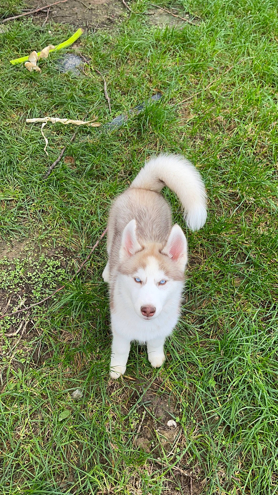 Arya participe au concours pour gagner de l'argent avec cette photo : canidae, carnivore, companion_dog, dog_breed, fawn, felidae, fur, grass, grassland, groundcover, herb, pasture, plant, small_to_medium_sized_cats, snout, tail, terrestrial_animal, whiskers, wildlife
