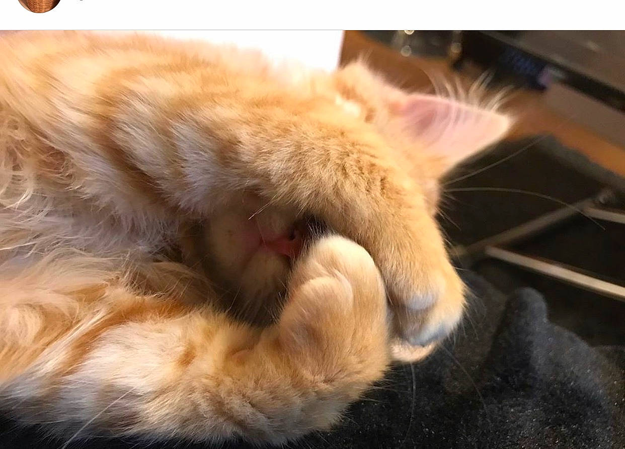 Peanut a rejoint le concours — aidez-le/la à gagner de superbes lots ! carnivore, cat, claw, close_up, ear, fawn, felidae, fur, nap, nose, paw, photography, small_to_medium_sized_cats, snout, tail, whiskers