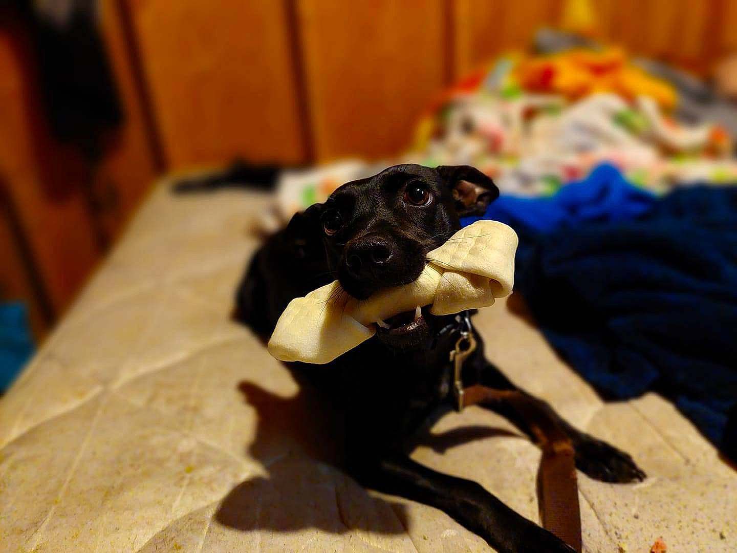 Midnight joined the competition — help win amazing prizes! canidae, carnivore, comfort, companion_dog, dog, dog_breed, dog_supply, fawn, flooring, fur, guard_dog, hardwood, linens, paw, pet_supply, sporting_group, toy_dog, whiskers, wood, working_animal