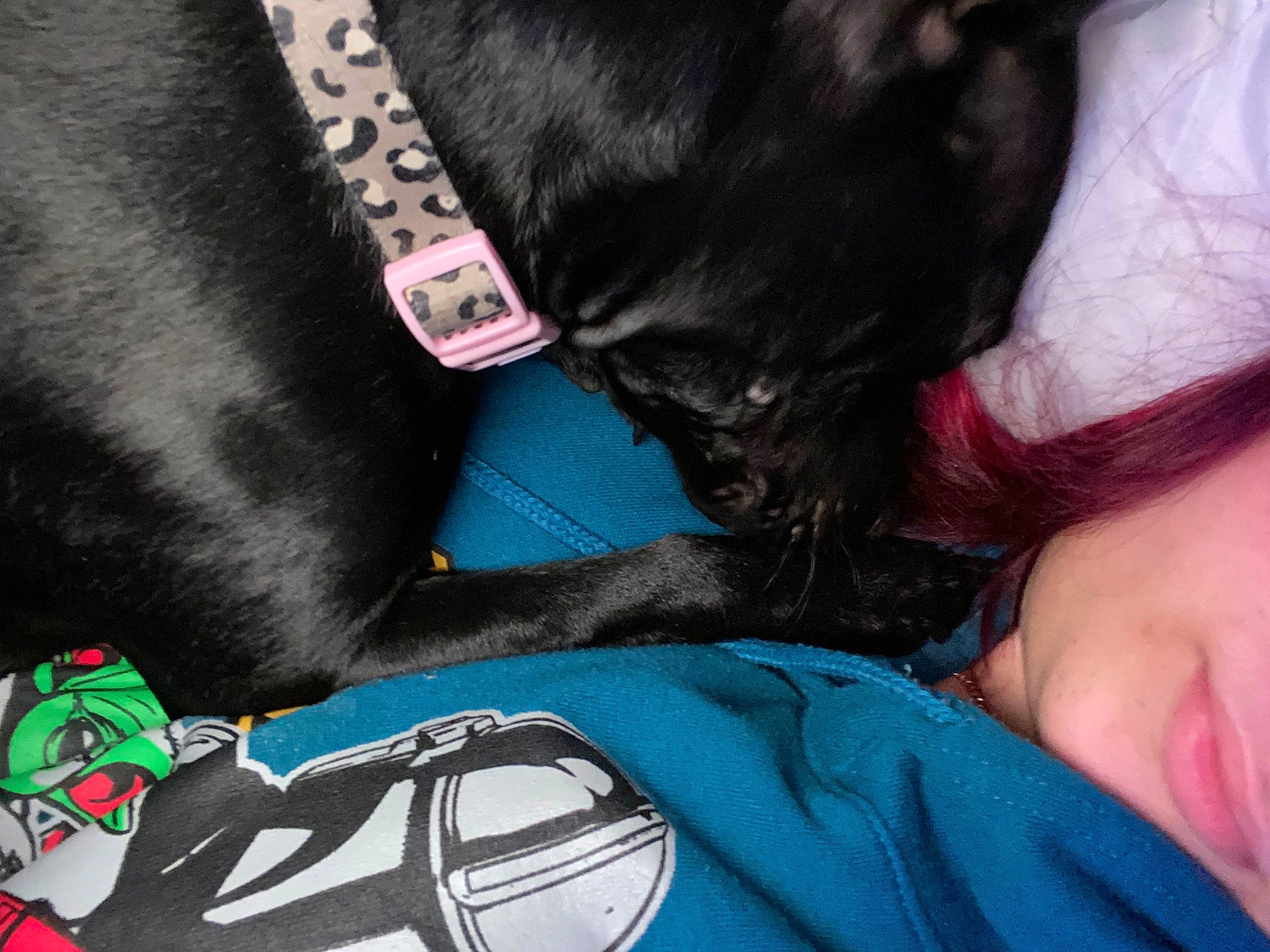 Midnight joined the competition — help win amazing prizes! bag, black_hair, carnivore, collar, comfort, companion_dog, cool, dog, dog_breed, dog_collar, ear, electric_blue, eyewear, fur, leather_jacket, mammal, personal_protective_equipment, sports_gear, vertebrate, whiskers