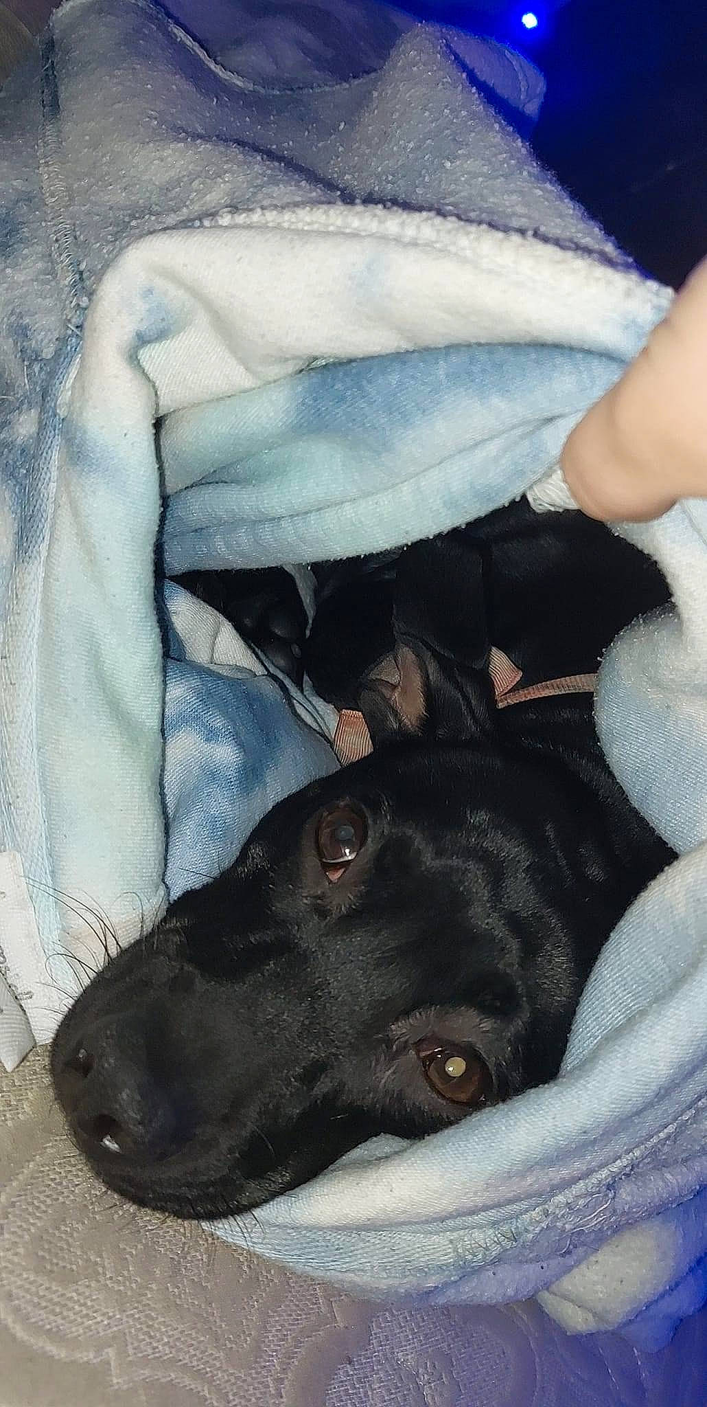 Midnight joined the competition — help win amazing prizes! borador, canidae, carnivore, comfort, companion_dog, dog, dog_breed, fawn, fur, gesture, grey, guard_dog, linens, liver, mammal, snout, sporting_group, vertebrate, whiskers, working_animal