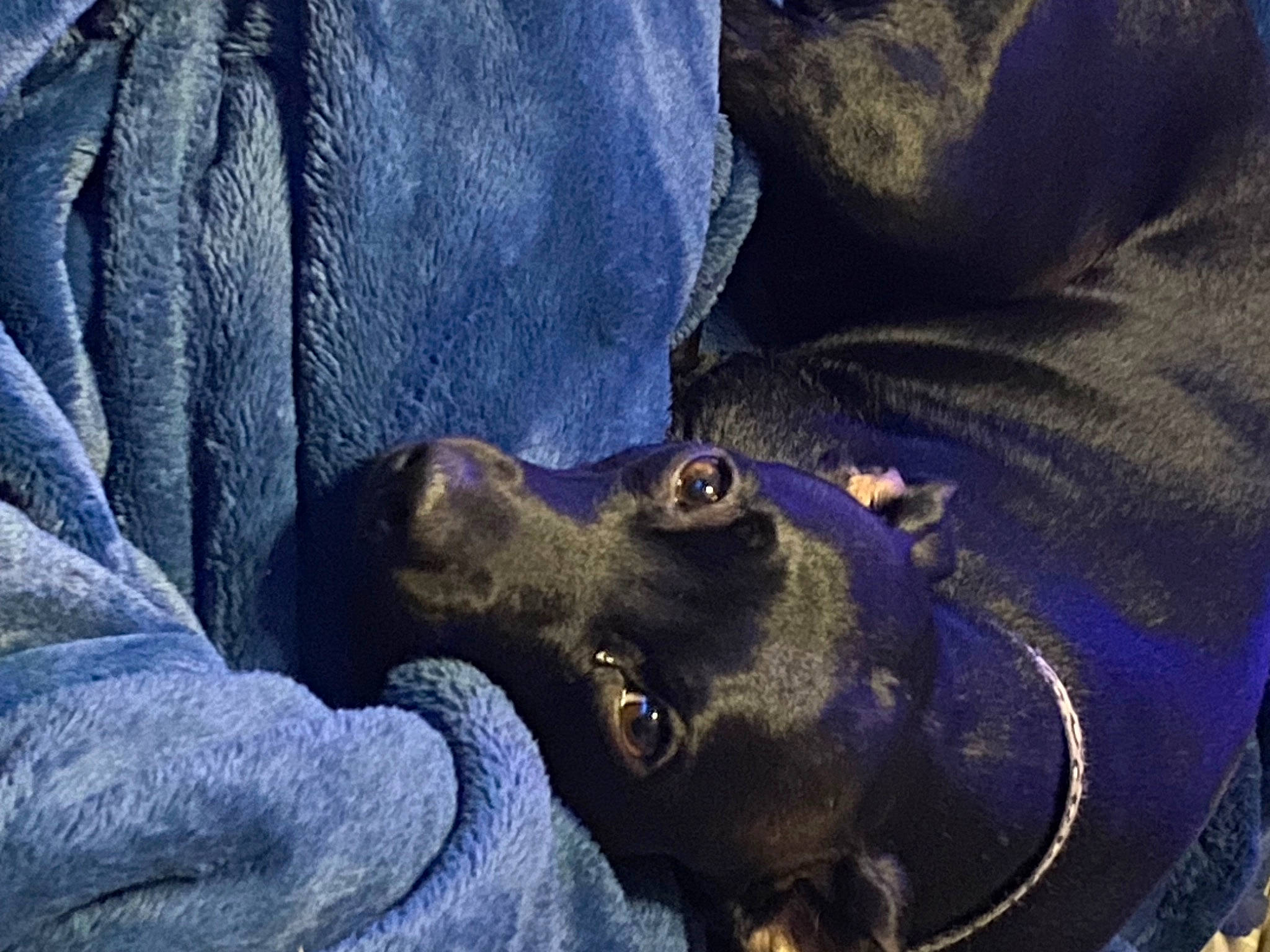 Midnight is registered to the contest to win money with this photo: canidae, carnivore, comfort, companion_dog, denim, dog, dog_breed, electric_blue, fawn, fur, guard_dog, jaw, liver, snout, sporting_group, whiskers, working_animal
