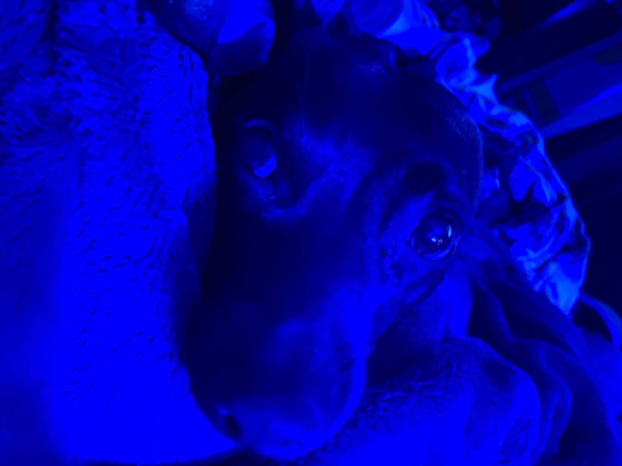 Midnight is registered to the contest to win money with this photo: art, blue, darkness, electric_blue, entertainment, event, fun, magenta, night, personal_protective_equipment, petal, plant, purple, rose_family, rose_order, sculpture, statue, violet, water