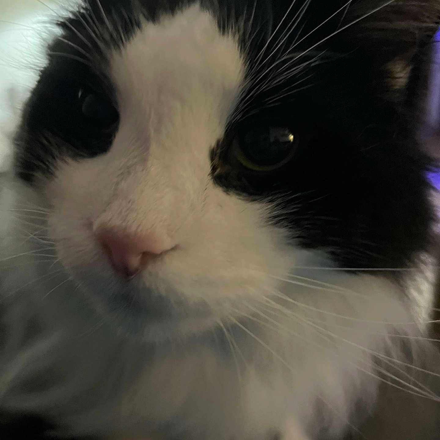Auggy joined the competition — help win amazing prizes! abyssinian, angora, animal, blackcat, cat, kitten, manx, person, pet, siamese, sleeping, snout, white
