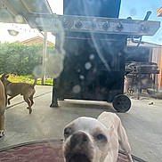 Phoebe joined the competition — help win amazing prizes! animal, barbecue_grill, brown_dog, canine, clouds, concrete_floor, dog, fence, funny, glass_door, greenery, house, outdoor, patio, pet, playful, sky, smudged_glass, white_dog, yard