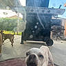dog, pet, outdoor, patio, barbecue_grill, concrete_floor, glass_door, sky, clouds, yard, greenery, house, fence, canine, animal, playful, smudged_glass, brown_dog, white_dog, funny