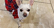 Phoebe is registered to the contest to win money with this photo: animal, chihuahua, clothing, companion, cute, dog, domestic_animal, dress, ears, floor, indoor, looking_up, pet, plaid, portrait, small_dog, standing, tile_floor, tiny, white_dog