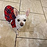 dog, chihuahua, pet, small_dog, white_dog, plaid, dress, clothing, floor, tile_floor, indoor, looking_up, cute, animal, ears, standing, tiny, domestic_animal, companion, portrait