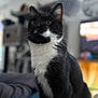 cat, tuxedo_cat, indoor, pet, animal, feline, black_and_white, whiskers, yellow_eyes, fur, portrait, domestic_cat, close_up, sitting, looking_away, cute, mammal, household, companion, focused