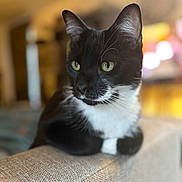 Kiwi a rejoint le concours — aidez-le/la à gagner de superbes lots ! cat, black_and_white, yellow_eyes, sofa, indoor, pet, feline, close_up, relaxed, domestic_animal, whiskers, ears, fur, portrait, sitting, home, cozy, texture, animal, focus