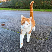 Uno a rejoint le concours — aidez-le/la à gagner de superbes lots ! cat, ginger_cat, white_cat, outdoor, pavement, tail_up, walking, street, blurred_background, animal, pet, feline, confident, nature, daylight, close_up, walking_towards_camera, sidewalk, fur, whiskers