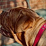 dog, brown_dog, collar, red_collar, large_dog, side_profile, close_up, fur, pet, outdoor, brick_wall, animal, canine, muzzle, ear, snout, looking_up, daylight, portrait, domestic_animal