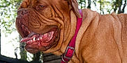Lola is registered to the contest to win money with this photo: dog, canine, pet, animal, outdoor, collar, panting, brown_fur, wrinkles, close_up, happy, tongue, ears, fence, trees, nature, summer, daylight, muzzle, side_view