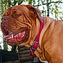 dog, canine, pet, animal, outdoor, collar, panting, brown_fur, wrinkles, close_up, happy, tongue, ears, fence, trees, nature, summer, daylight, muzzle, side_view