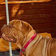 Lola is registered to the contest to win money with this photo: dog, brown_dog, wrinkles, collar, pet, animal, outdoor, bench, wooden_bench, side_view, profile, fur, ears, mouth, teeth, sunlight, daylight, background, wall, leash