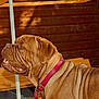 dog, brown_dog, wrinkles, collar, pet, animal, outdoor, bench, wooden_bench, side_view, profile, fur, ears, mouth, teeth, sunlight, daylight, background, wall, leash