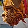 dog, brown_dog, close_up, wrinkles, collar, pet, animal, canine, outdoor, fur, mouth, nose, side_profile, leash, daylight, street, pavement, portrait, expression, domestic_animal