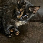 Daisy joined the competition — help win amazing prizes! cat, kitten, tortoiseshell, feline, pet, animal, fur, ears, whiskers, sitting, indoor, closeup, cute, young, small, dark_background, brown, orange, black, fuzzy