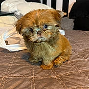 Penny Lane is registered to the contest to win money with this photo: puppy, dog, bed, quilt, pillow, indoor, pet, small_dog, fluffy, cute, brown, fur, animal, sitting, home, cozy, headboard, striped, looking, young