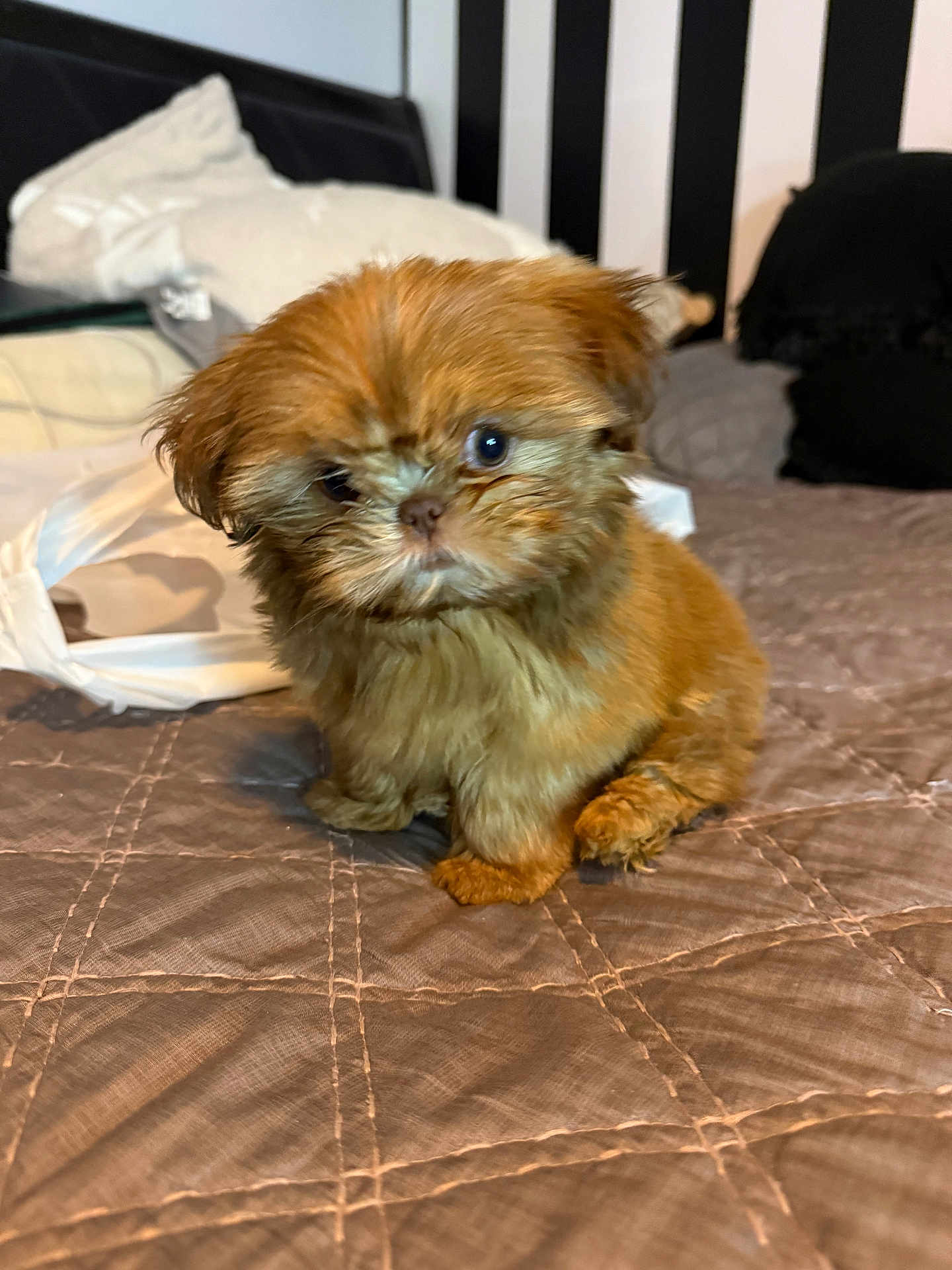 Penny Lane is registered to the contest to win money with this photo: puppy, dog, bed, quilt, pillow, indoor, pet, small_dog, fluffy, cute, brown, fur, animal, sitting, home, cozy, headboard, striped, looking, young