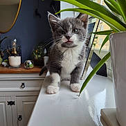 Winnie is registered to the contest to win money with this photo: kitten, cat, windowsill, plant, indoor, furniture, mirror, decor, gray, white, cute, pet, young, animal, houseplant, cozy, domestic, whiskers, paws, window