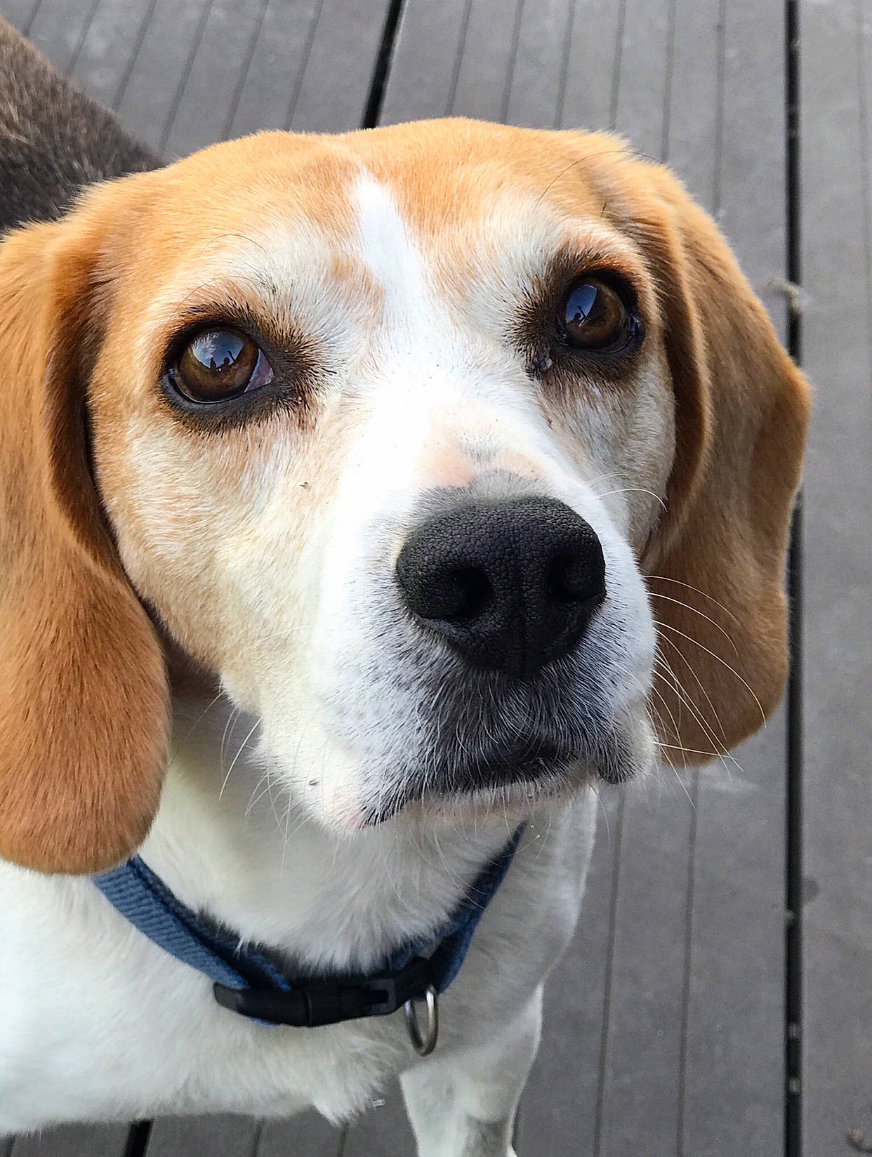 Beagle participe au concours pour gagner de l'argent avec cette photo : american_foxhound, beagador, beagle, beagle_harrier, canidae, carnivore, companion_dog, dog, dog_breed, english_foxhound, estonian_hound, finnish_hound, grand_anglo_francais_tricolore, harrier, hound, mammal, pocket_beagle, snout, treeing_walker_coonhound, vertebrate