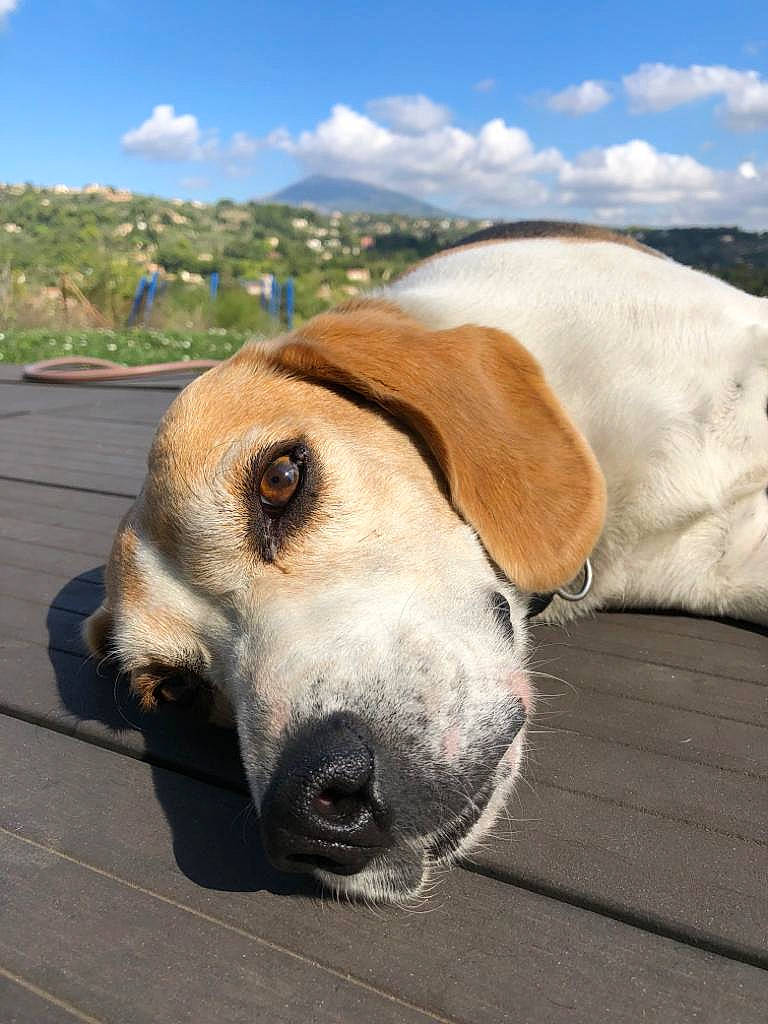 Beagle a rejoint le concours — aidez-le/la à gagner de superbes lots ! american_foxhound, beagle, beagle_harrier, canidae, carnivore, companion_dog, dog, dog_breed, english_foxhound, fawn, harrier, hound, mammal, nose, rare_breed_dog, snout, street_dog, vertebrate