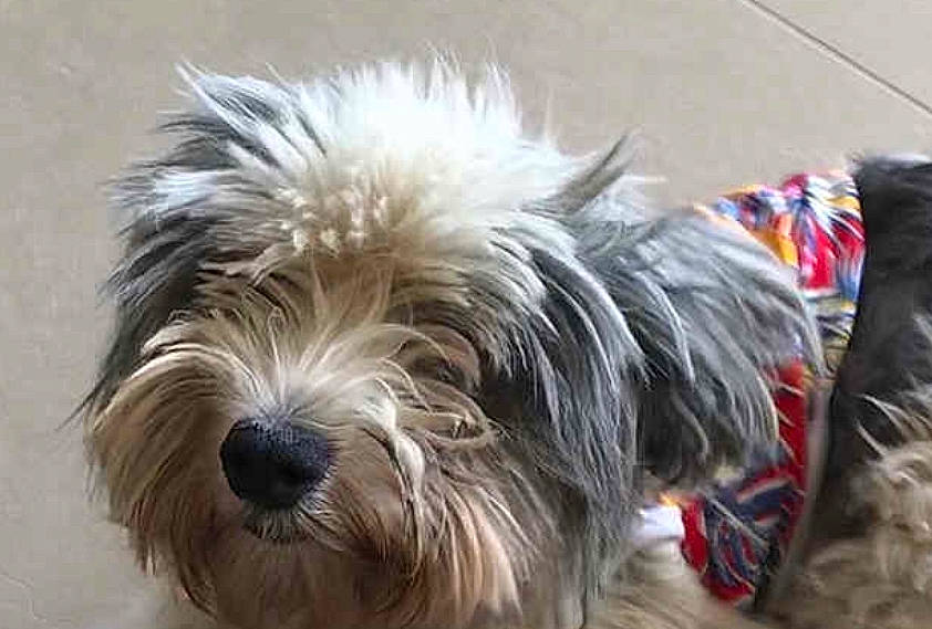 Molly participe au concours pour gagner de l'argent avec cette photo : canidae, carnivore, catalan_sheepdog, companion_dog, dog, dog_breed, dutch_smoushond, glen_of_imaal_terrier, kyi_leo, lowchen, mammal, morkie, sapsali, schnoodle, small_terrier, snout, sporting_lucas_terrier, terrier, tibetan_terrier, vertebrate