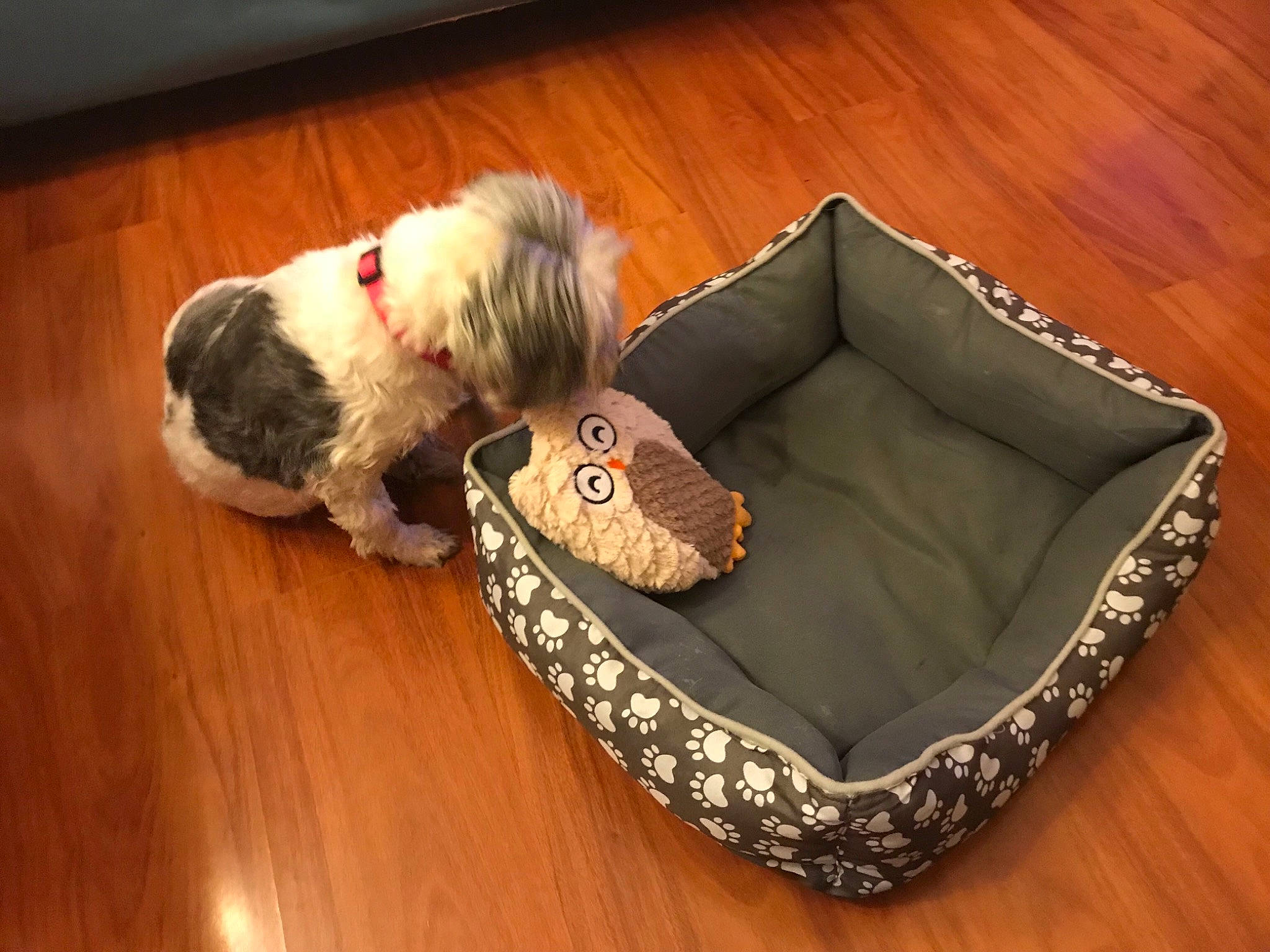 Molly a rejoint le concours — aidez-le/la à gagner de superbes lots ! canidae, carnivore, cavachon, companion_dog, dog, dog_bed, dog_breed, dog_supply, havanese, pet_supply, petit_basset_griffon_vendeen, puppy, sealyham_terrier, shih_tzu, sporting_lucas_terrier, toy_dog