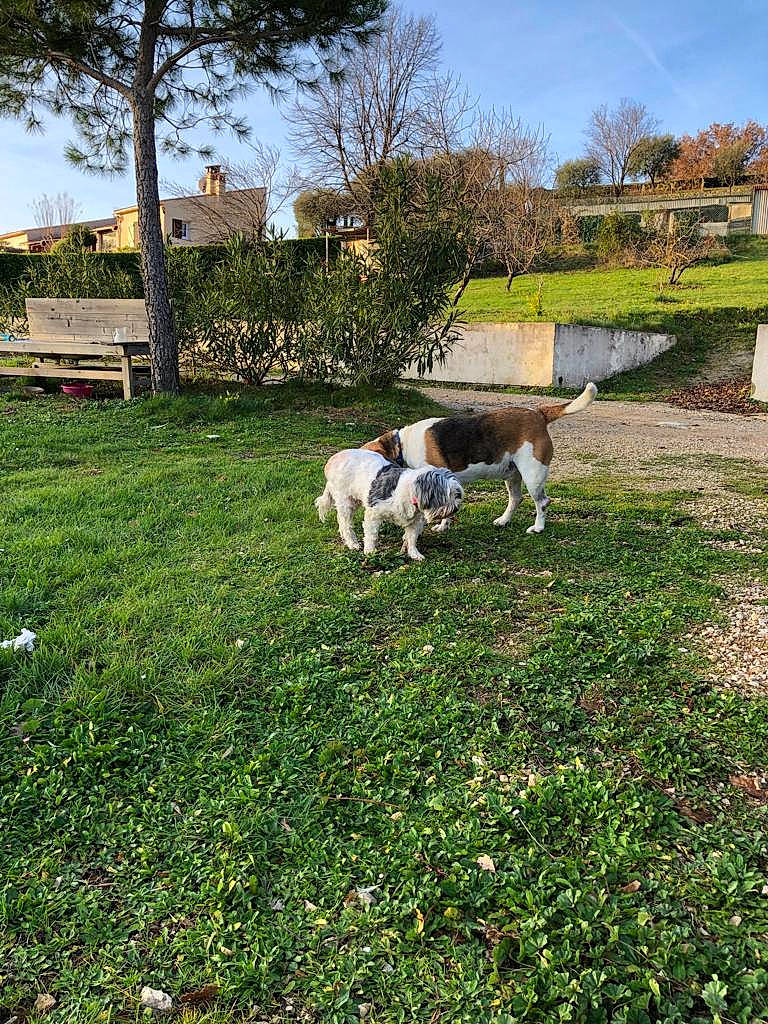 Molly participe au concours pour gagner de l'argent avec cette photo : bovine, canidae, carnivore, cow_goat_family, dog, dog_breed, farm, fox_terrier, grass, grazing, house, lawn, livestock, mammal, meadow, pasture, plant, sporting_group, vertebrate