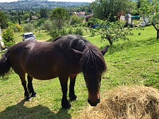 Princesse a rejoint le concours — aidez-le/la à gagner de superbes lots ! grass, grazing, horse, landscape, livestock, mammal, mane, mare, mustang_horse, pack_animal, pasture, pony, ranch, rural_area, shetland_pony, snout, stallion, terrestrial_animal, vertebrate, working_animal