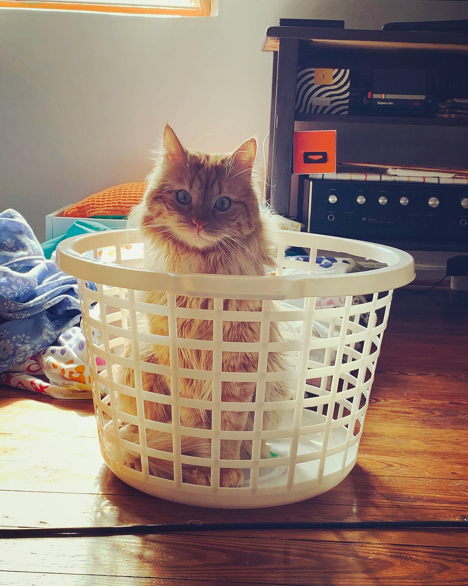 Hubert participe au concours pour gagner de l'argent avec cette photo : asian, basket, carnivore, cat, domestic_short_haired_cat, european_shorthair, felidae, home_accessories, kitten, small_to_medium_sized_cats, square, whiskers