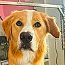 dog, golden_retriever, pet, animal, close_up, indoors, grooming_area, chain, equipment, fur, ears, eyes, snout, nose, portrait, canine, looking_at_camera, background, room, domestic