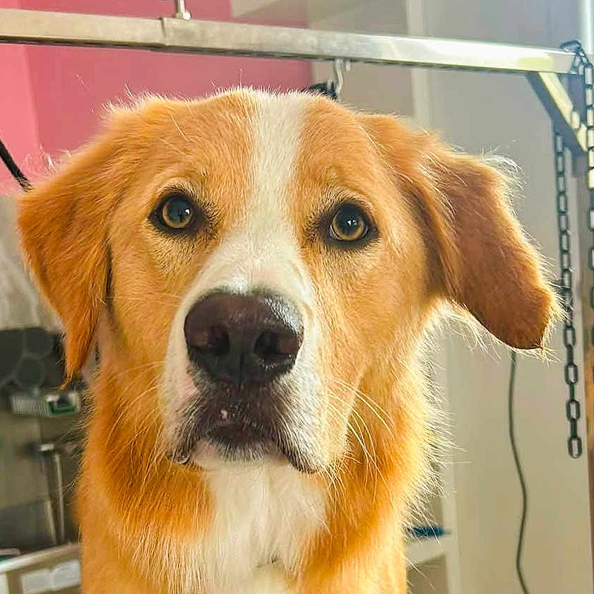 Araki participe au concours pour gagner de l'argent avec cette photo : dog, golden_retriever, pet, animal, close_up, indoors, grooming_area, chain, equipment, fur, ears, eyes, snout, nose, portrait, canine, looking_at_camera, background, room, domestic