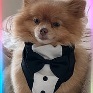 Cookie is registered to the contest to win money with this photo: animal, bed, bow_tie, cute, dog, face, fluffy, fur, furniture, headboard, indoor, lock_screen, pet, phone_screen, pomeranian, portrait, sitting, small_dog, time_display, tuxedo